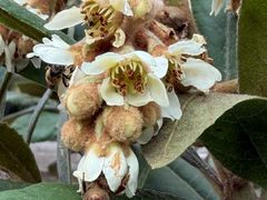 -西安化觉巷清真大寺