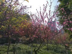 -重庆彩云湖湿地公园
