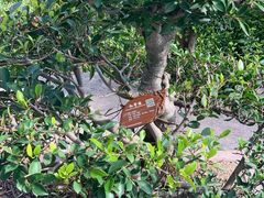 -鼓浪屿钢琴博物馆