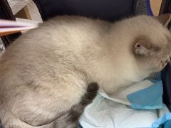 -瑞派康怡24h宠物医院·犬猫医疗中心·微创绝育(瑞景分院)