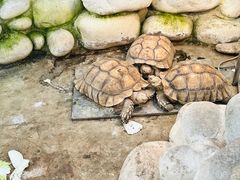 -南宫五洲植物乐园