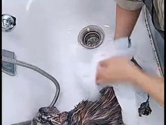 -爱洗澡的猫(望京店)