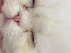 -comecome来吧宠物(奥克斯中心店)