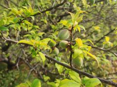 -昆山城市生态森林公园