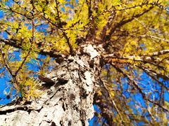 -塞罕坝国家级自然保护区