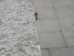 -长沙黑麋峰国家森林公园