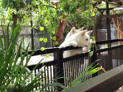 -TrueLove @ Neverland (Husky Cafe)