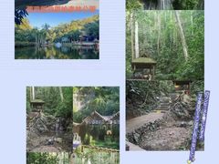 -西双版纳原始森林公园