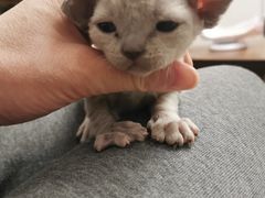 -宠爱国际动物医院· 猫科· 外科·中兽医(长白店)