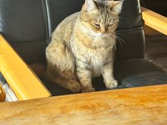 -新月集庭院咖啡馆(老邮局店)