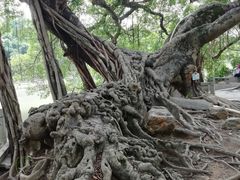 -小洲村
