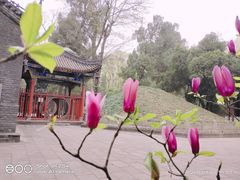 -武侯墓风景区