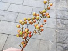-诗经里