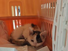 -瑞派长江宠物医院·猫科·外科·24小时夜护(谊城公寓分院)