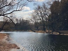 -上海共青森林公园