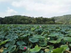 -西湖游船