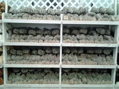 android_upload_pic-济州岛泰迪熊博物馆