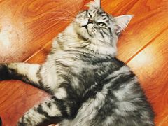 -猫小院猫主题咖啡厅(北锣店)