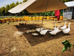 -紫颐香薰山谷景区