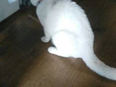 -东方名猫馆·英短金渐层布偶猫舍(环线广场1号楼店)