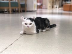 -藏猫猫咖啡主题馆(中央大道店)