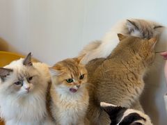 -有喵·猫咖·狗咖·30几只猫10只小狗(岗厦店)