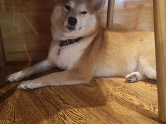 -柴务处·柴犬主题狗咖