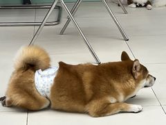 -怪兽屋·羊驼·猫咖·狗咖(俊华广场店)