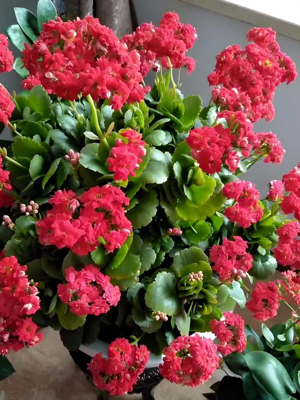 迎春花,寓意:新的开始/吉祥与祝福