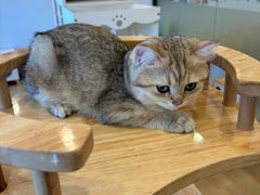 -有喵·猫咖·狗咖·30几只猫10只小狗(岗厦店)