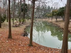 -合肥滨湖国家森林公园