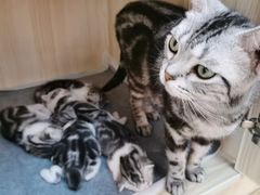 -Meowの猫咖(万家丽店)