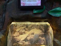-上海大自然野生昆虫馆(东方明珠·爬宠昆虫探索中心)