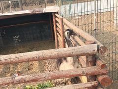 -昌平兴寿秀秀草莓采摘园