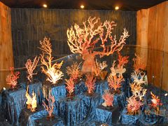 -绮丽珊瑚(台北101旗舰门市店)