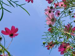 -东莞植物园