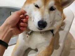 -柴务处·柴犬主题狗咖