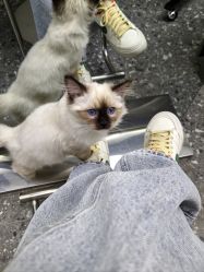-风生造型