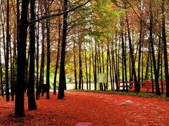 -上海海湾国家森林公园