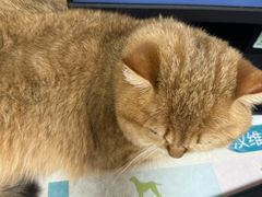 -瑞派康怡24h宠物医院·犬猫医疗中心·微创绝育(瑞景分院)