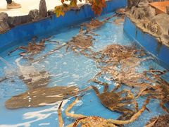 -耕海蟹将军(万象城店)