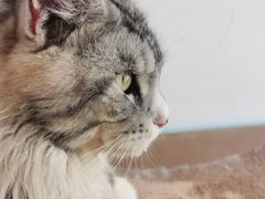 -猫在这儿猫咪咖啡馆·撸猫馆