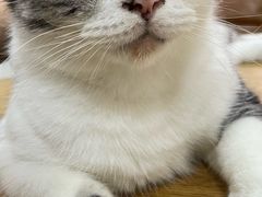 -李小姐の猫咖啡馆(五角场店)