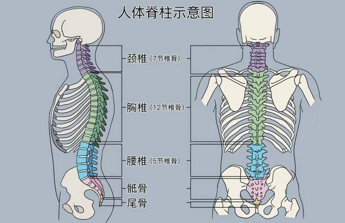 的衡量标准是柔韧