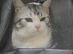 -艾贝尔宠物医院 ·内科全科(梁溪路店)