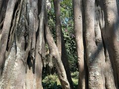 -瑞丽独树成林风景区