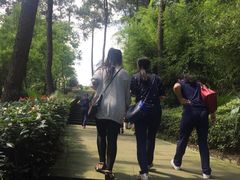 -铁山坪森林公园