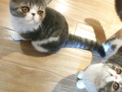 -滚猫咖啡·猫咖·猫友好撸猫(未来城店)