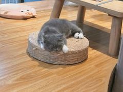 -啵啵喵·猫咖(攀华国际店)