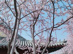 -桃花堤公园